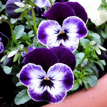 DSCF1643